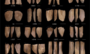 “我们从哪里来”？有了新答案！