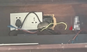 游客曝光海南一家9800元一晚的高档酒店半夜惊现三只老鼠！当事人：整夜未能入睡，酒店方仅赔付房券；希望酒店能退一赔三，双方未达成一致