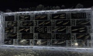 黑龙江三江口景区现3米高“冰封鱼墙”，中华鲟等20余种江鱼成“冰琥珀”，去年这些鱼展后还被竞拍